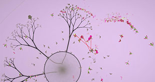 fungi-ITS-sequences02