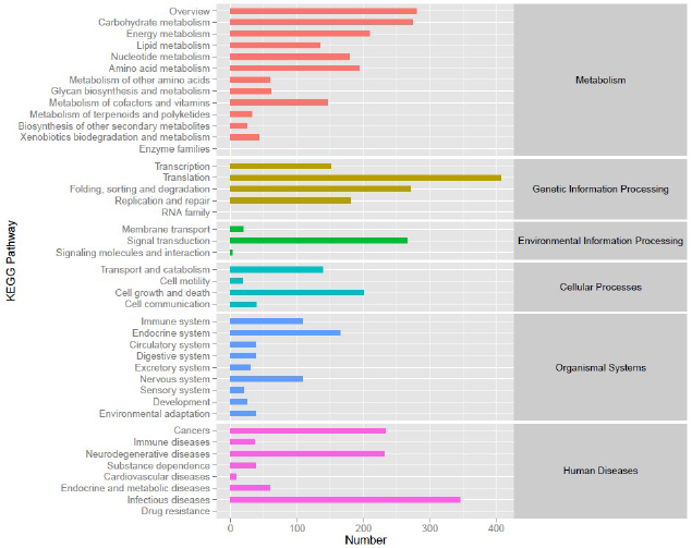 transcriptome-KEGG