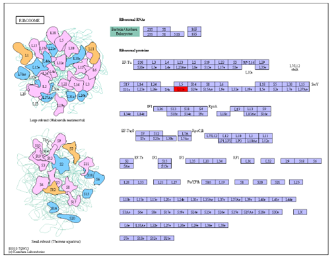 transcriptome-pathway